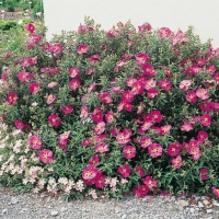 Cistus x PURPUREUS