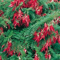 Clianthus PUNICEUS