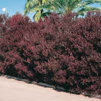 Dodonea VISCOSA 'PURPUREA'