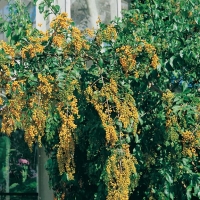 Duranta REPENS = PLUMIERI