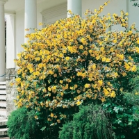 Fremontodendron CALIFORNICUM