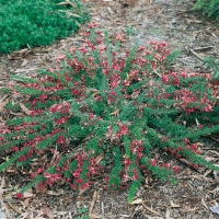 Grevillea LANIGERA 'MOUNT TAMBORITHA'