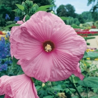 Hibiscus PALUSTRIS = MOSCHEUTOS