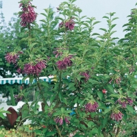 Iochroma CYANEA