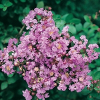 Lagerstroemia INDICA (Lillà delle Indie)