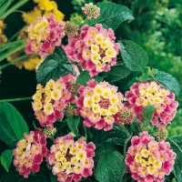 Lantana CAMARA