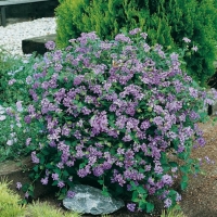 Lantana SELLOWIANA = MONTEVIDENSIS