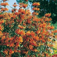 Leonotis LEONORUS