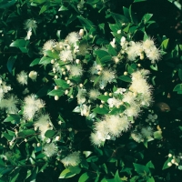 Myrtus COMMUNIS