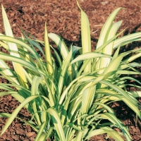 Phormium COOKANIUM 'YELLOW WAVE'