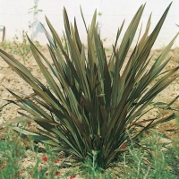 Phormium TENAX 'BRONZE BABY'