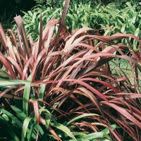 Phormium TENAX 'MAORI MAIDEN'