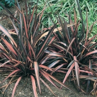 Phormium TENAX 'PINK PANTER'