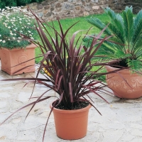 Phormium TENAX 'PURPUREUM'