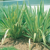 Phormium TENAX 'VARIEGATUM'