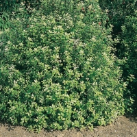 Pittosporum TENUIFOLIUM 'IRENE PATTERSON'