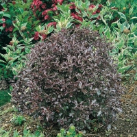 Pittosporum TENUIFOLIUM 'PURPUREUM'