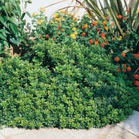 Pittosporum TOBIRA 'NANUM'