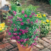 Polygala MYRTIFOLIA