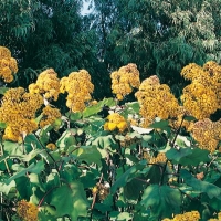 Senecio GRANDIFOLIUS