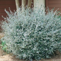 Teucrium FRUTICANS