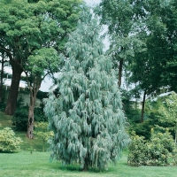 Cupressus CASHMERIANA (Cipresso del Cashmire)