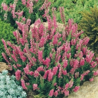 Calluna vulgaris 'Darkness'