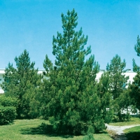 Pinus ELDARICA
