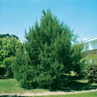 Pinus HALEPENSIS (Pino d'Aleppo)