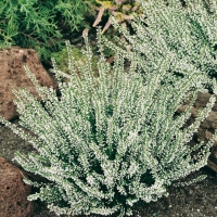 Calluna vulgaris (Brugo, erica comune)