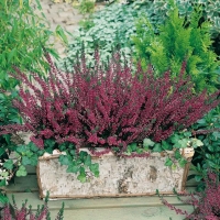 Calluna vulgaris 'Alexandra'