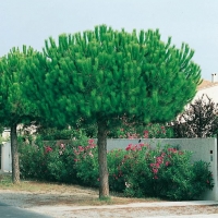 Pinus PINEA (Pino da pinoli)