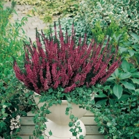 Calluna vulgaris 'Amethyst'