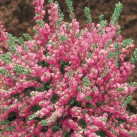 Calluna vulgaris 'Annemarie'