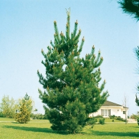 Pinus RADIATA = INSIGNIS (Pino di Monterey)