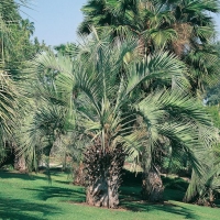 Butia CAPITATA