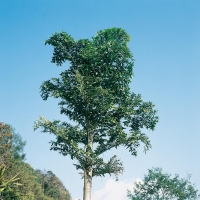 Caryota URENS (Palma da vino)