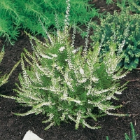 Calluna vulgaris 'Long White'