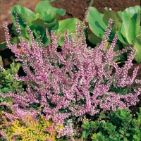 Calluna vulgaris 'Peter Sparkes'