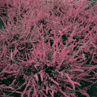 Calluna vulgaris 'Red Star'