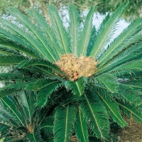 Cycas REVOLUTA