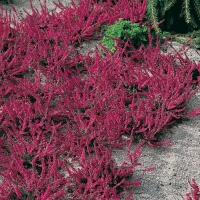 Calluna vulgaris 'Tib'