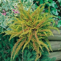 Calluna vulgaris 'Winter Chocolate'