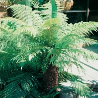 Dicksonia ANTARTICA (Felce arborea)