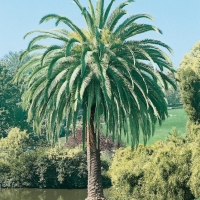 Phoenix CANARIENSIS (Palma delle Canarie)