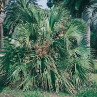 Sabal PALMETTO