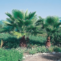 Washingtonia ROBUSTA