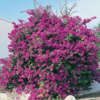 Bougainvillea 'SANDERIANA'