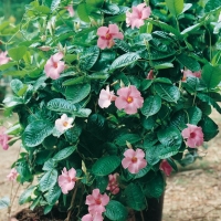 Mandevilla AMABILIS 'ALICE DU PONT'