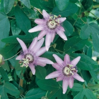 Passiflora AMETHYSTINA